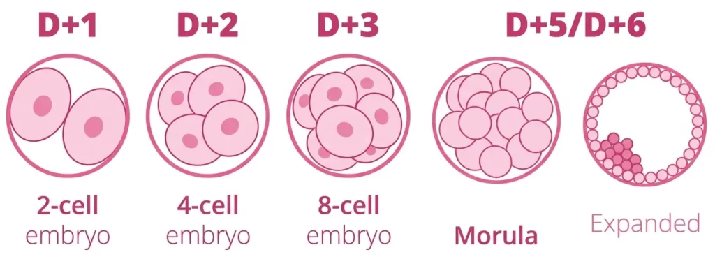 Day-5 Blastocyst formation in IVF