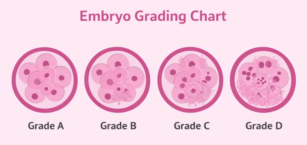 Chart of Embryo Grading 