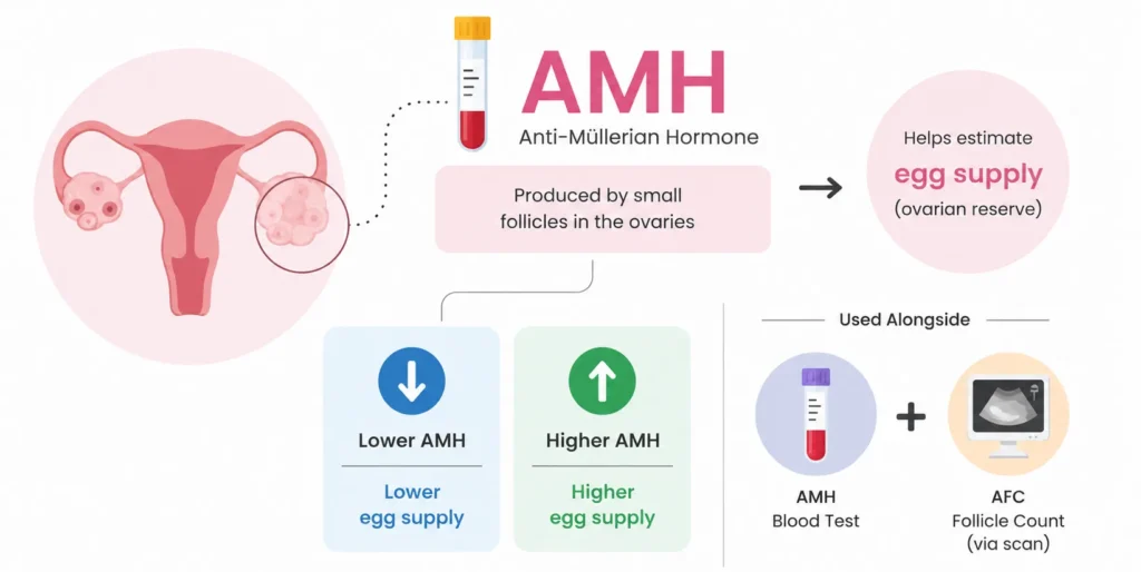 What Is AMH and Why Is It Important for Fertility